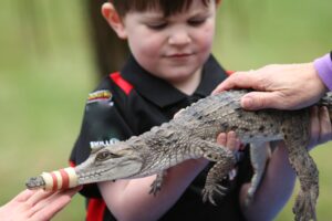 Reptiles at The Chocolaterie
